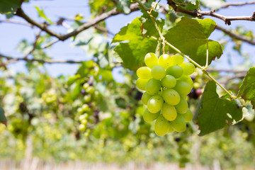 Fototapeta premium Bunch of grapes on a vine yard in the sunshine. The winegrowers grapes on a vine.