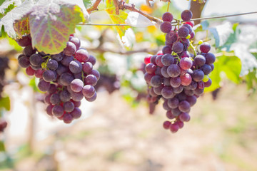 Bunch of grapes on a vine yard in the sunshine. The winegrowers grapes on a vine.