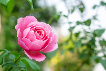 blooming pink rose flower in garden.