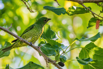 Female Swallow Tanager on a blackberry tree