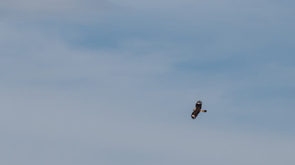 Gavião chimango fêmea voando no céu parcialmente azul em área urbana de Florianópolis, também conhecido como caracará, caracaraí, chima-chima, chimango-carrapateiro, chimango-do-campo. 