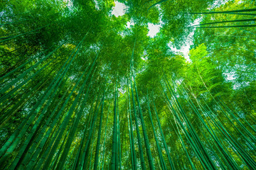 Bamboo leaves, background bamboo grove.