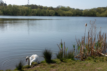 swan on the lake
