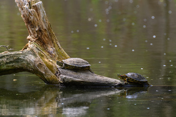 Red Eared Terrapin Turtles AKA Pond slider - Trachemys scripta elegans