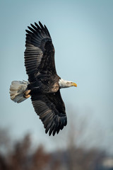 Bald eagle flying and soaring over the Mississippi River on a winter day