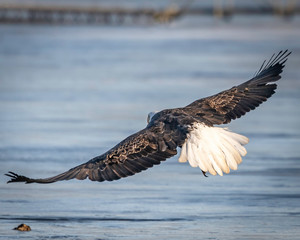 Bald eagle flying and soaring over the Mississippi River on a winter day