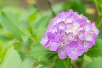 梅雨の花-アジサイ-