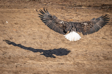 Eagle on the Beach About to Pland