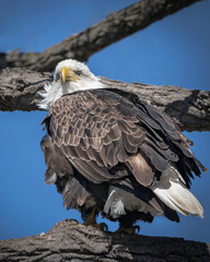 Portrait of an American Bald Eagle Perched in a Tree