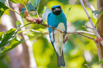 Swallow Tanager on a blackberry tree