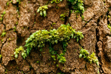 Green moss on giant tree in the forest.