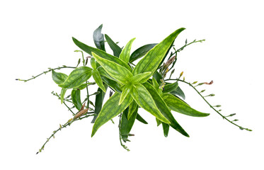 fresh Thai herbal medicine herbs organic plant leaves Andrographis paniculata. Anti-Covid-19 Properties .