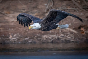 Bald eagle flying and soaring over the Mississippi River on a winter day