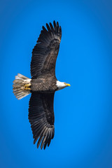 Bald eagle flying and soaring over the Mississippi River on a winter day
