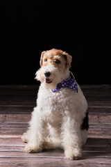 portrait of a Fox terrier with a black background