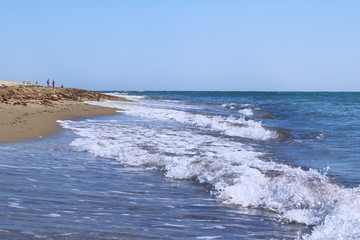 Sea landscape, sandy beach with seashells. Brown seaweed on sandy beach near sea. Vacation on the sea in summer.