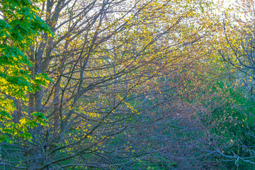 Fototapeta premium Spring is in the air with buds in the foliage of trees in a green pasture in sunlight at sunrise