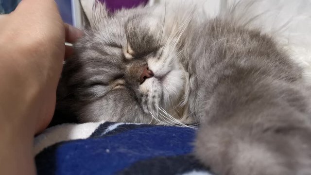 The girl petting the sleeping fluffy cat, fluffy homemade Scottish purebred cat close up