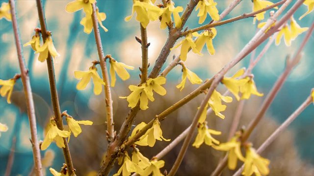 yellow flowers on a Forsythia tree in spring