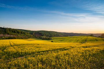  yellow canola field at sunrise