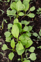 young sprouts of greens arugula in soil