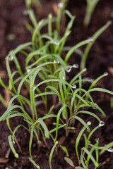 young dill sprouts in the ground