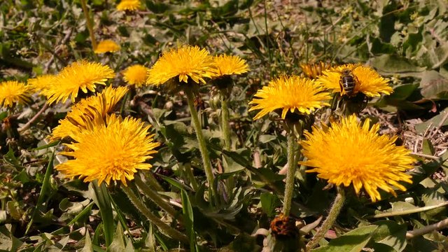 Dandelion (Taraxacum) is a symbol of spring in Europe. It grows in the steppe zone of Eurasia. A popular food and medicinal plant, a good honey plant.