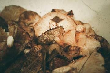 Fresh, raw, collected in the forest, autumn mushrooms