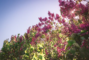 Obraz premium Spring flowerbed at sunset on blue sky