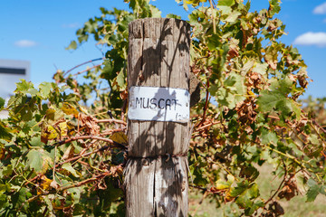 Muscat Signage in Rutherglen Victoria