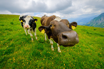 Funny portrait of a cow muzzle close-up on an alpine meadow