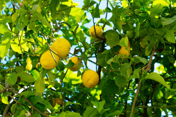 lemons on tree