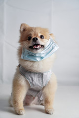 Virus, disease and pollution concept, small dog breeds or Pomeranian wearing a cloth and surgery mask and sitting on a white table with a white cloth background