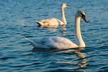 Obraz premium Two swans are in the blue lake water