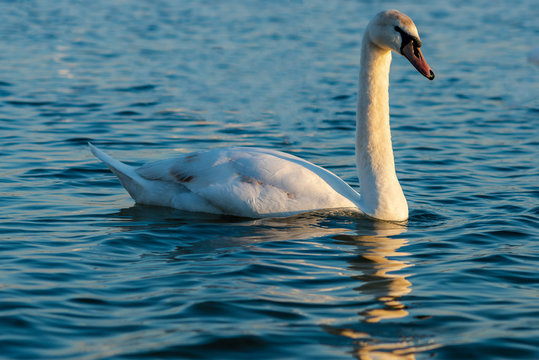 White swan are swimming on the lake