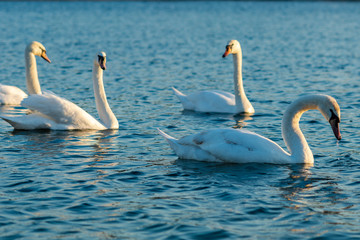 Group Of beautiful Swans In the blue Lake