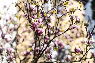 Closeup of spring pink blooming flower in orchard. Macro cherry blossom tree branch.