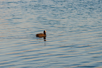 A wild brown duck floats on the clear blue lake