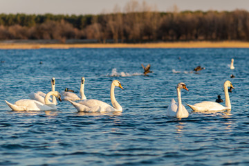 Group Of beautiful Swans In the blue Lake