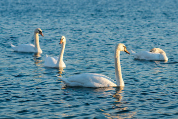 Group Of beautiful Swans In the blue Lake