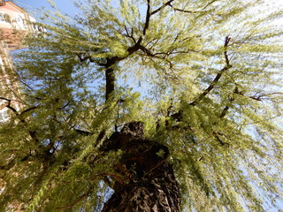Weeping Golden Willow