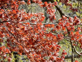 red autumn leaves