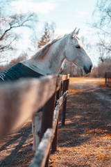 Close up of white horse on a farm by fence. Shallow depth of field, sunshine during spring