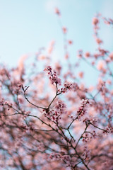 Close up of pink japan cherry (Sakura) blossoms on blue sky background. Shallow depth of field