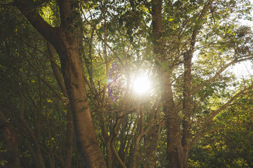 Fototapeta premium sun rays in the forest