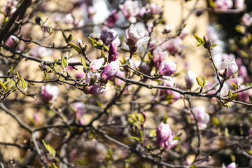 Closeup of spring pink blooming flower in orchard. Macro cherry blossom tree branch.