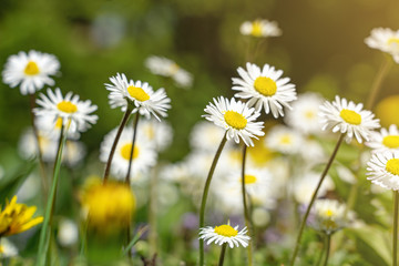 Obraz na płótnie Canvas pure cute little daisy flowers on the meadow with sunlight