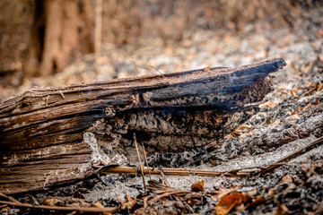 Forest conditions after a wildfire