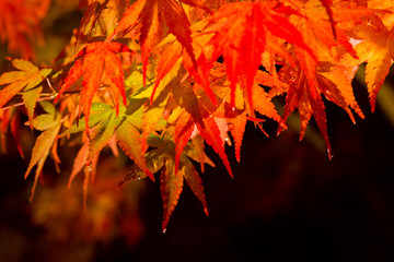 Japanese maples on a dark background.