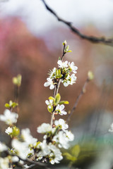 Obraz premium Closeup of spring white blooming flower in orchard. Macro cherry blossom tree branch.